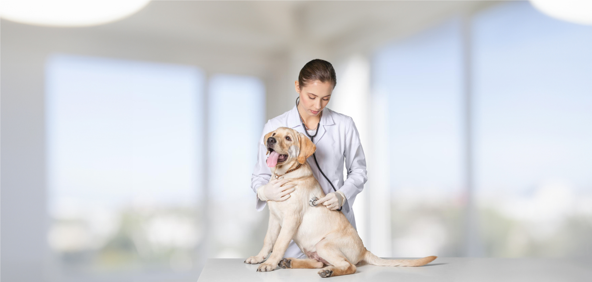 Evcil Dostlarınızın Sağlığı Bizimle Güvende